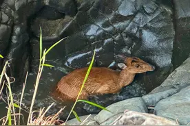 小麂子被困湍急河水中，腾冲民警暖心救助图片