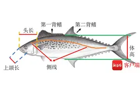 “海南马鲛鱼”“北方鲅鱼”傻傻分不清？专家教你鉴别图片