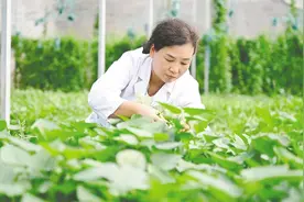 烟台优品 | 不吃地瓜只吃叶！“蔬菜皇后”，舌尖上的新宠图片