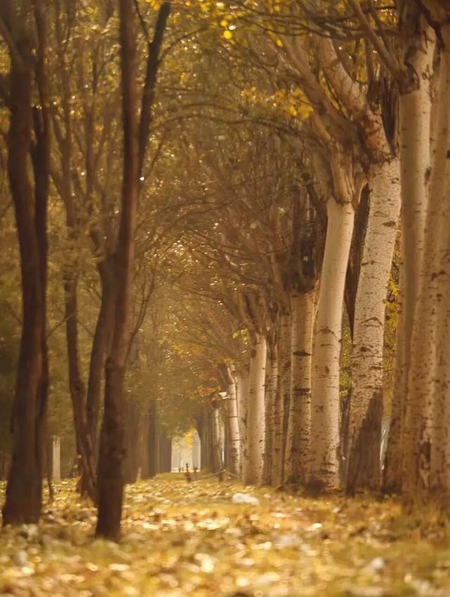 听，呼和浩特秋天的BGM正在你耳边播放