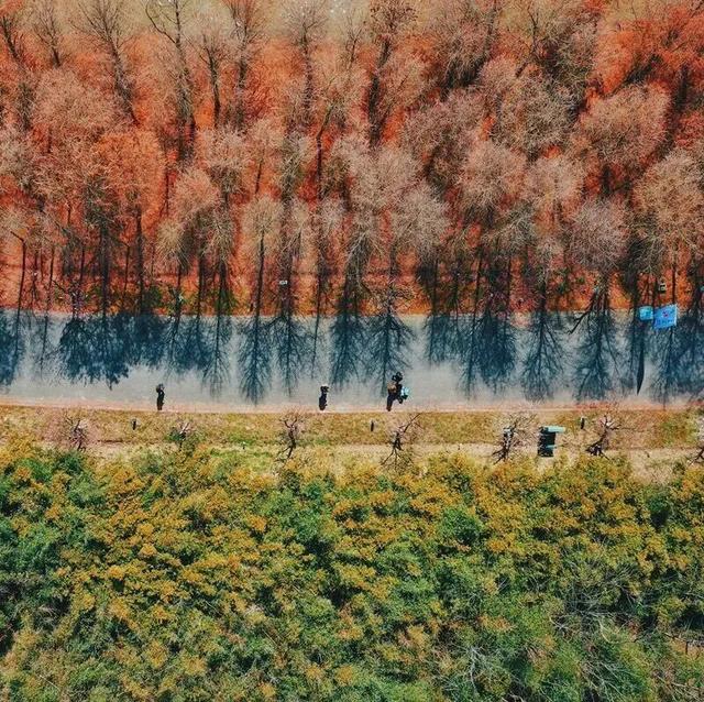 红叶节+纸艺双年展+东方快车谋杀案，奉贤本周活动清单直接封神