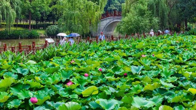@荆州人，快来打开你的夏日限定相册！