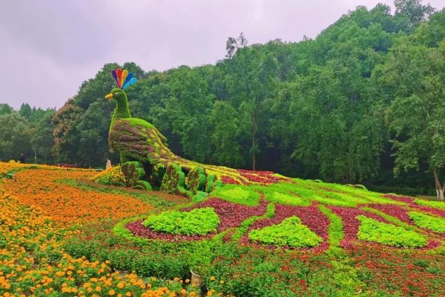 青睐绵阳 ‖ 一城秋色，菊香满园，游仙区富乐山十万香阵花正浓！