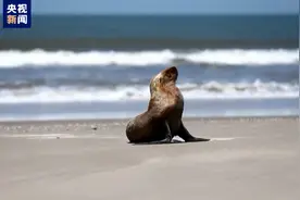 感染禽流感病毒 巴西超900头海豹海狮死亡图片