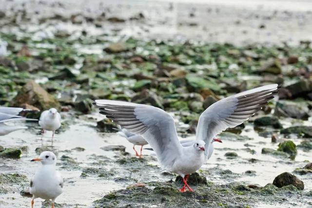 打卡青岛冬日“顶流”，海鸥衔来最生动的城市名片