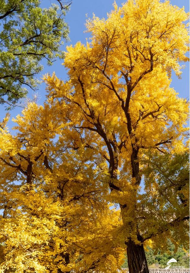 组图丨一大波美图来袭！泰山景区9个赏秋地超出片