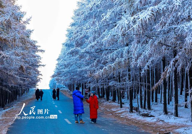内蒙古呼和浩特：哈达门国家森林公园雾凇美如画