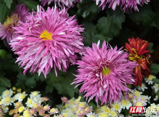 岁暖时刻丨“星城醉菊”正当时：岳麓山菊花展惊艳绽放，一眼入画！