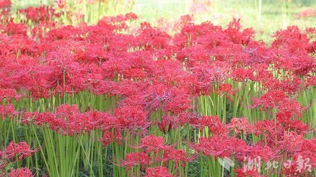 钟祥明显陵：红花石蒜盛放引蝶舞