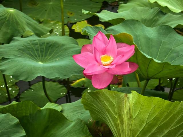 活力中国调研行丨生态保护先行 查干湖风景美如画