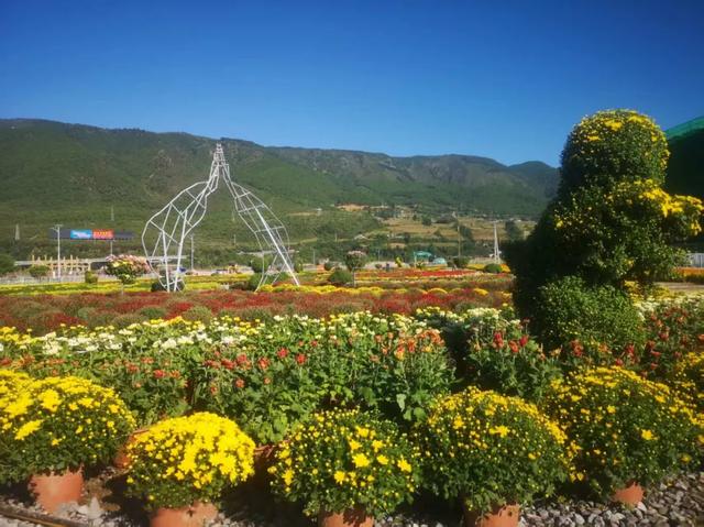 秋花共赏 | 这个10月，冕宁要给你点“颜色”瞧瞧！