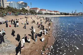 严寒难挡海滨魅力，栈桥人鸥共舞热情不减图片