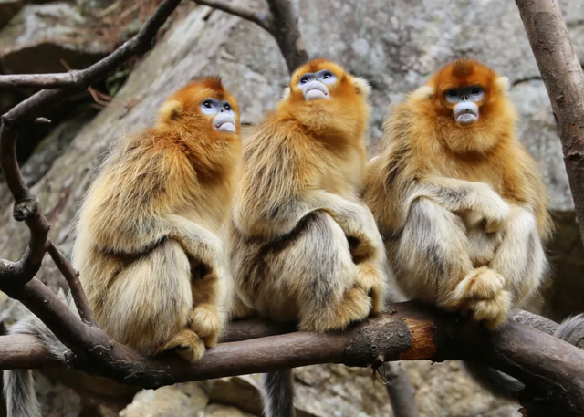 西安人抬头可见的山 越变越美