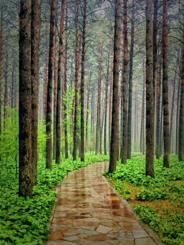 给身心来一场“森林浴”