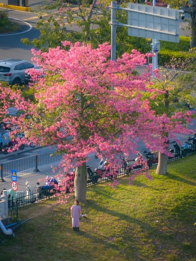 天气正好、花正开，去看粉色的东莞！
