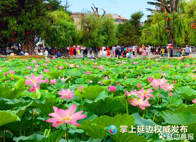 浪漫夏日，为“荷”到延边！赏荷地图来了~