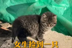 女生捡到一只虎头虎脑的小猫 取名叫石头墩儿 能吃又能喝 网友：流浪猫的“花语”是手慢无图片