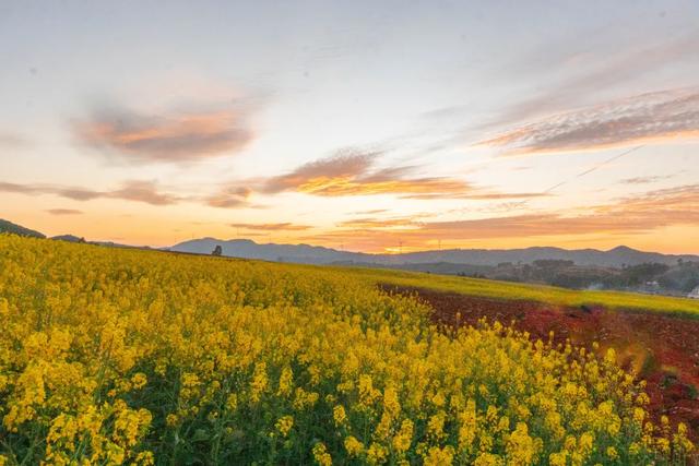 弥勒千亩油菜花海，太出片啦
