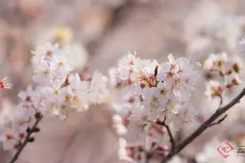 春游武定，醉倒在“花花世界”里图片