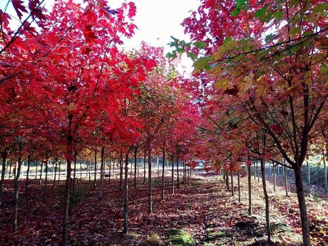 摘甜橙、赏红枫……龙岩初冬玩法上新
