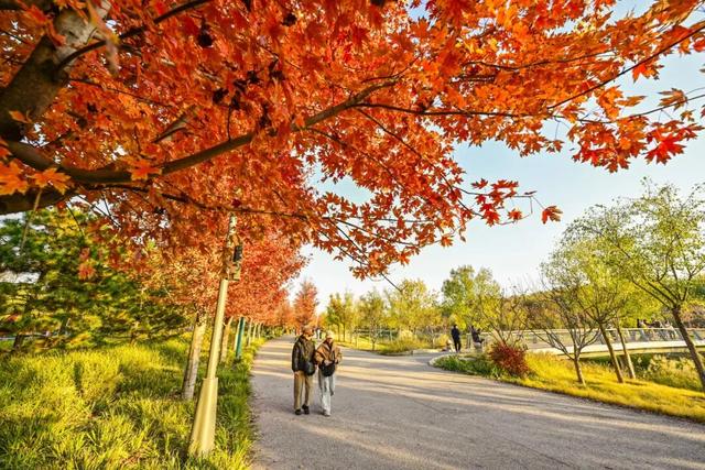 藏不住了！副中心这条4.4公里“红叶大道”，美到封神