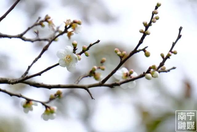 今日腊八｜花粥同赏，岁寒生香！腊八节快来南宁共赴一场早梅之约，就在市区→