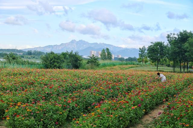 绚烂百日菊，绽放即墨环秀湖