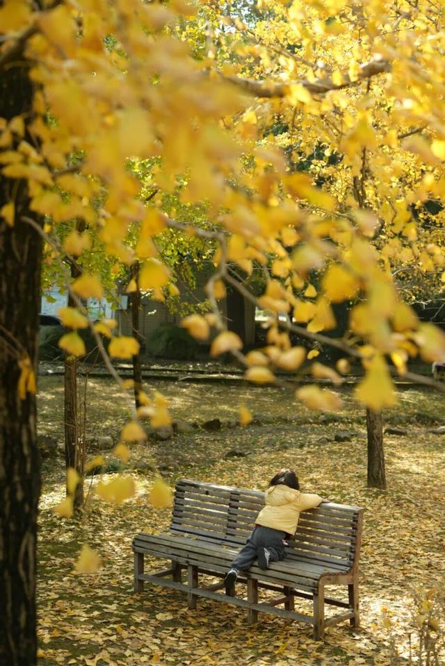 宜宾，含“金”量超高！