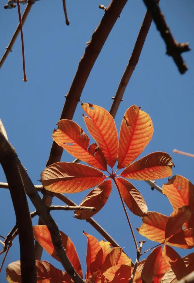 “隐藏款”北京秋景,就在中国气象局大院!