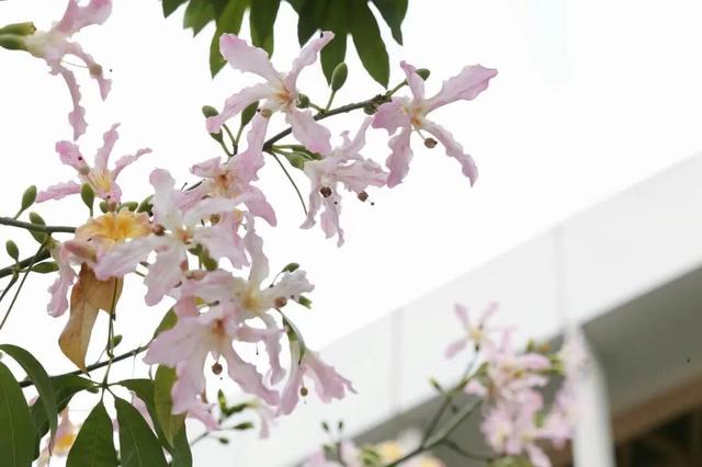 粉色花海，已开遍龙华