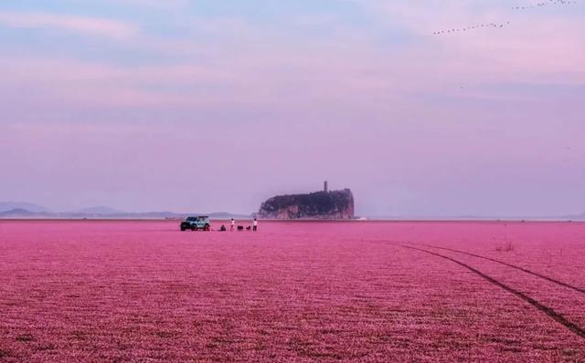 原来冬日里的江西，也会“花开成海”！