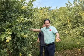 平和国强：新建村引进台湾特色水果“七彩柠檬”探索闽台合作发展新路子图片