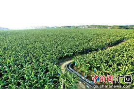 贵港港南区新塘镇千亩香蕉喜获丰收图片