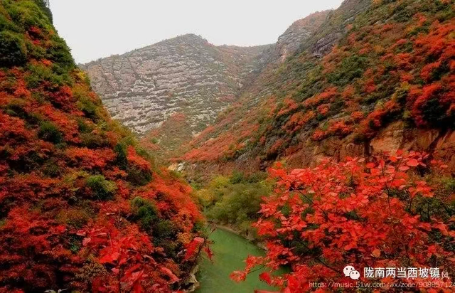 西坡镇：10月必推！最美红叶观赏地，满山红叶美得像油画！