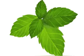 你了解每天使用的牙膏吗？图片