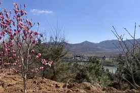 散文|远山春行图片