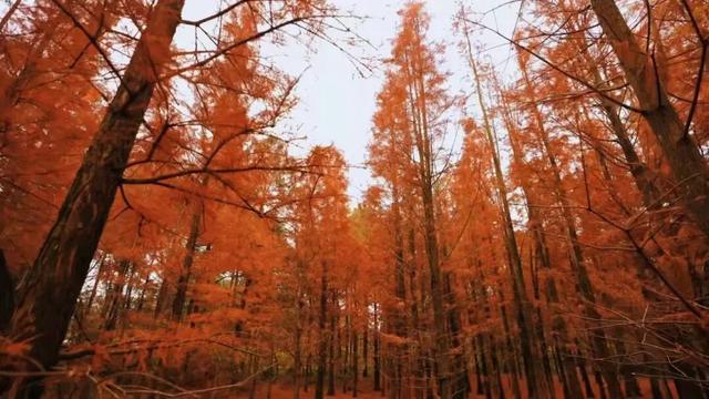 把冬天拍成油画！上饶这片水杉林，氛围感直接拉满