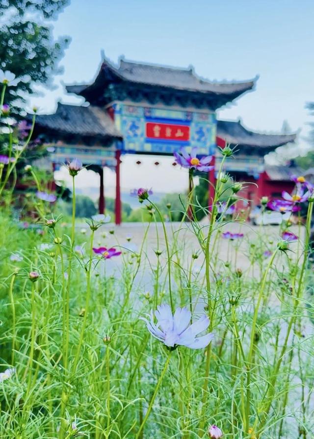 千年银杏引爆秋日灵泉山！两周迎客2万+