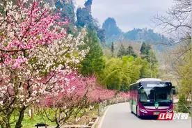 张家界市气象局发布春季花期预报 市民可合理安排赏花时间图片