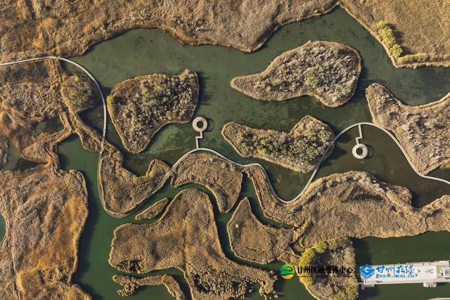 张掖：湿地公园千亩蒹葭鎏金，候鸟翅掠清波