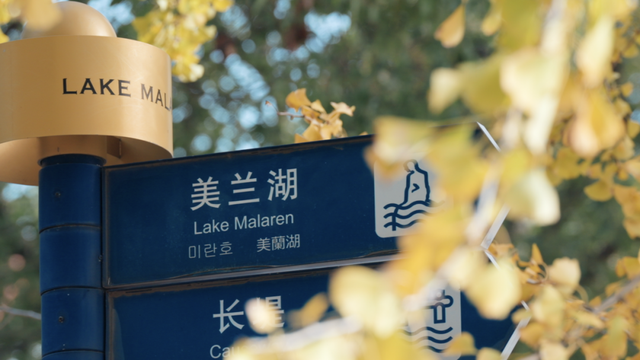 不扫的金叶，是罗店藏在碎金光影里的秋日私语