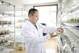 三农大家|沈广宁团队：板栗育种与技术推广硕果累累，只为“树上粮仓”更丰茂图片