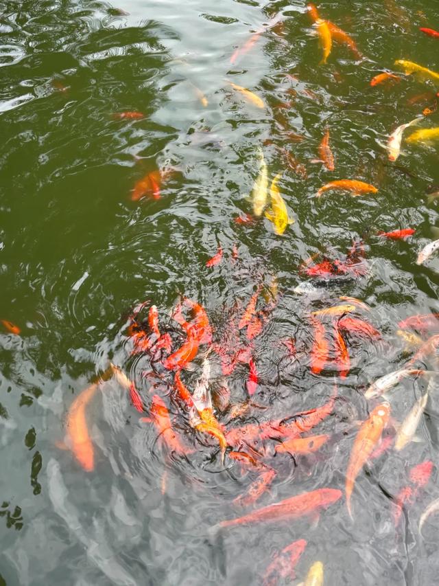 顶级美学!西安这4个园林,美到失语!