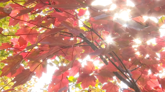 200亩枫海，11月初红艳上线！快来海口林场赏 “秋日大片”