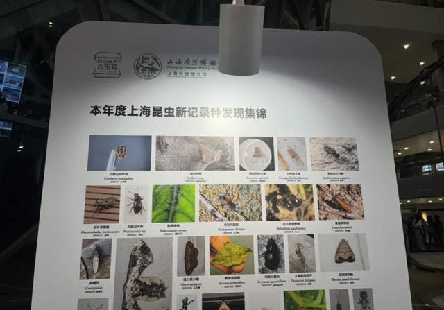 上海自然博物馆“奇妙夜”来啦！生物多样性新展开幕、听音乐会、逛非遗集市……博物馆入夜更精彩