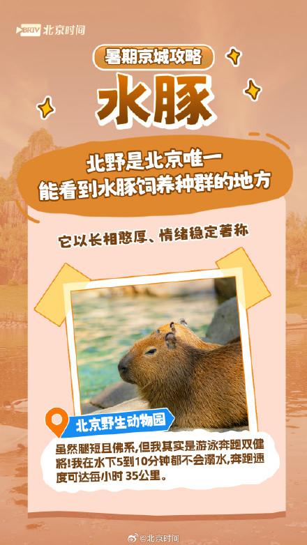 北京网红动物大盘点
