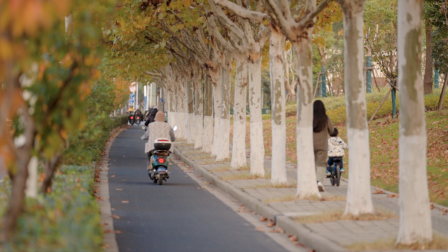 别眨眼！罗店马路秋色，一街一帧画正在限时上映