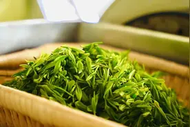 崂山大田春茶中的佳品，崂山雨前茶开采图片