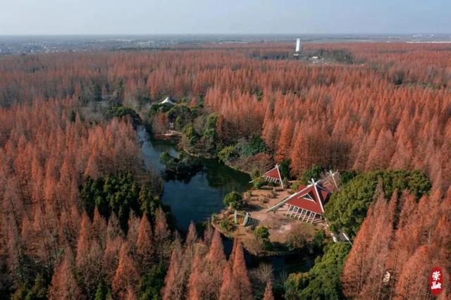 崇明秋色，坠入一场温柔的五彩梦境