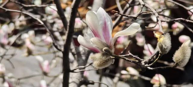 京城春早启新程｜梅香报春！北京开启早春赏花模式